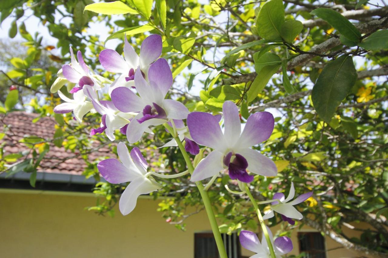 Bentota Home Stay Luaran gambar