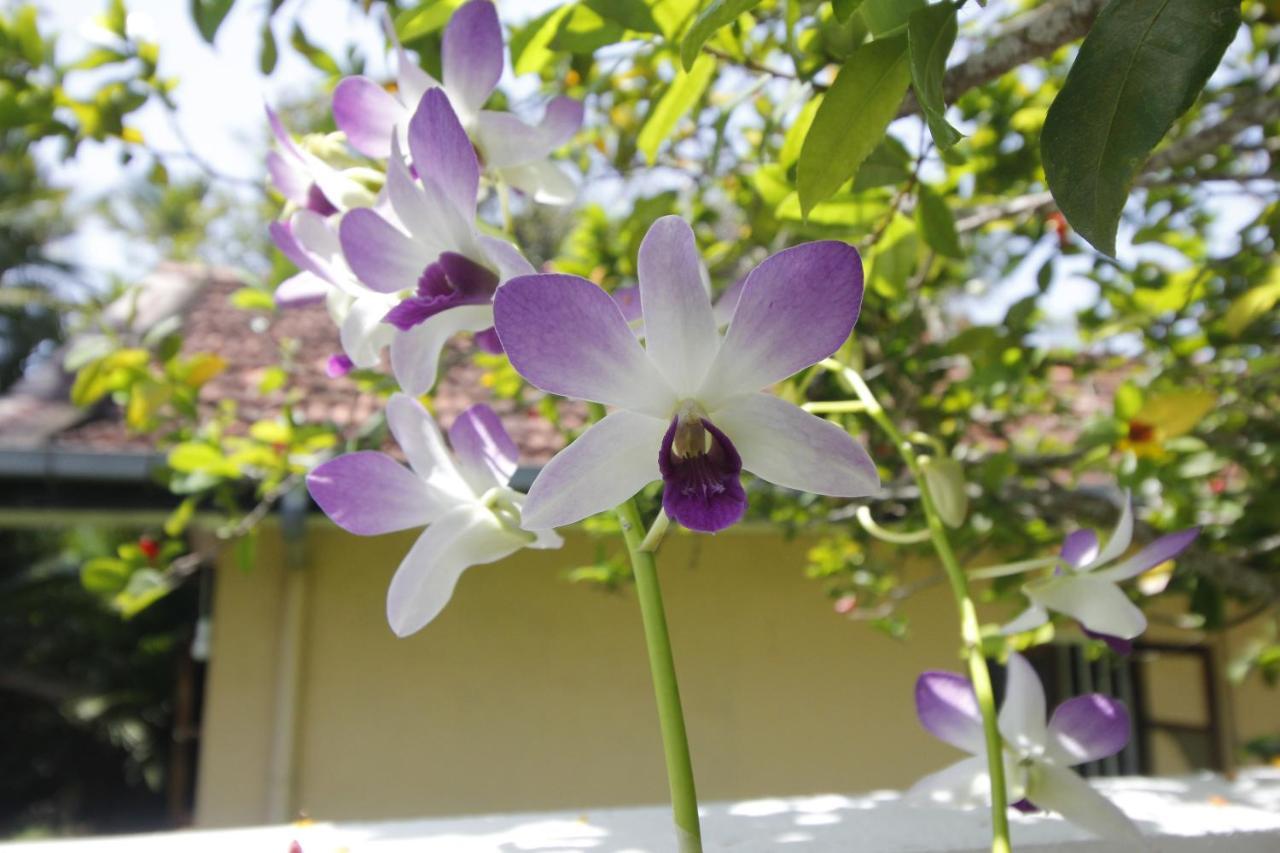 Bentota Home Stay Luaran gambar